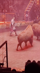 Costumed circus performer works alongside bison in the ring