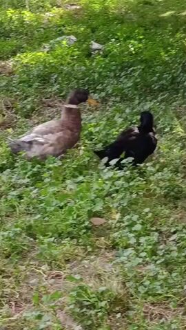 A brown and white duck and a black duck are in a patch of grass. The brown and white duck is on the left and the black duck is on the right. They are both facing each other and appear to be pecking at the grass. The grass is green and there are some fallen leaves on the ground. The scene is lit by natural sunlight.
