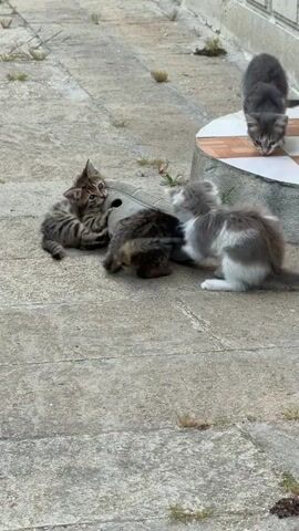 The video shows four kittens playing on a concrete surface. In the foreground, three kittens are interacting with a gray slipper that has been turned on its side. One kitten, mostly brown and black striped, is on the left, facing the slipper and touching it with its head. Another kitten, a mix of brown and black tabby, is lying on its back inside the slipper, with its legs extended. A third kitten, gray and white, is on the right, also interacting with the slipper. Further in the background, a fourth kitten, gray, is standing on a circular object that appears to be a raised planter or decorative element. The ground is concrete with some patches of dry grass and small green plants growing in the cracks. A white wall with horizontal lines is visible in the background.