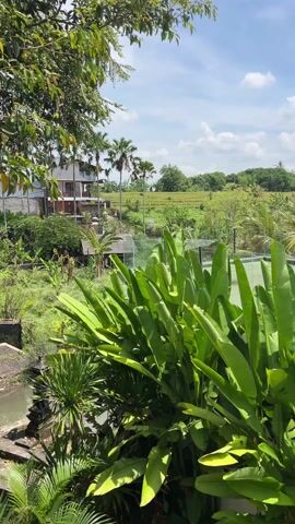 The video showcases a lush, green landscape featuring a tropical environment. A small, concrete-lined waterway with a few steps is visible in the foreground, surrounded by verdant vegetation. Above the greenery is a building with a modern design, seemingly nestled amongst the trees. A tennis court is situated to the right of the waterway, blending into the natural landscape. The background includes palm trees, rice fields, and glimpses of other buildings in the distance. The sky is partly cloudy, suggesting a bright, sunny day. The camera pans to reveal more of the surrounding greenery and a small structure, possibly a gazebo, further in the distance.