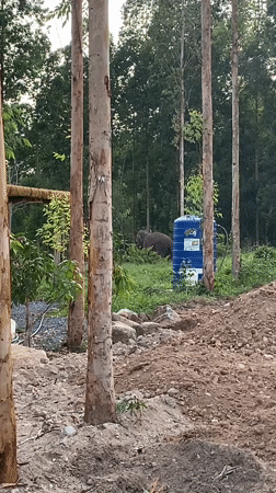 Elephant spotted grazing in landscaped area in Thailand