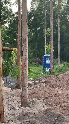 Elephant spotted grazing in landscaped area in Thailand