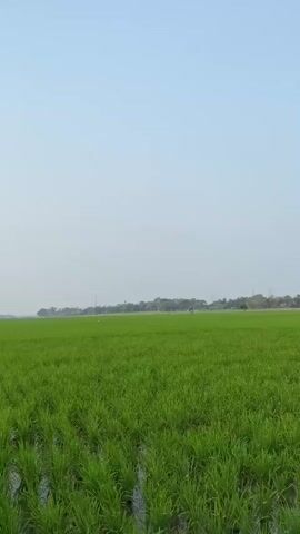 The video opens with a wide shot of a lush green rice paddy under a clear, pale blue sky. The camera then pans to the left, revealing a person in a yellow shirt tending to the crops. As the camera continues to move, a dirt road appears on the left side of the frame, with the rice paddy stretching out to the right. The scene then shifts to a closer view of the road, where a person on a scooter is seen approaching. Further down the road, a person is standing next to a motorcycle, and another scooter is visible in the distance. The final shot shows a young boy on a bicycle and a person standing by a large tree with bicycles and a motorcycle parked nearby. The sun is setting, casting a warm glow on the scene.