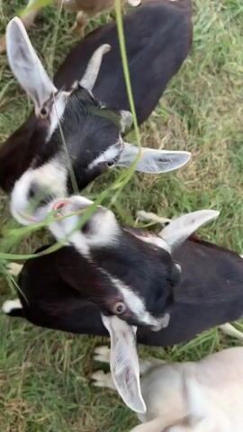 A close-up, overhead shot captures a group of goats grazing on grass. The camera angle is extremely close to the ground, emphasizing the goats' faces and actions. Two black and white goats with long ears are in the foreground, actively chewing on blades of grass. Their heads are bent down, and their mouths are engaged with the greenery. Another light-colored goat is visible in the background, also appearing to eat. A person's hand, holding a bunch of grass, is entering the frame from the top right, presumably to feed the goats. The environment is a grassy field, with the grass appearing somewhat patchy and dry in places. The overall impression is one of a feeding frenzy, with the goats eagerly consuming the offered vegetation.