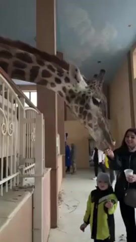 A tall giraffe is seen indoors, reaching over a white metal railing to eat from the hand of a young woman wearing a black jacket and holding a white cup. A young child, clad in a bright yellow and green jacket and gray hat, stands in the foreground looking up at the giraffe. Other individuals are visible in the background, walking and observing the giraffe. The interior space has a high ceiling, painted with a light blue and cloud motif. The room has a narrow corridor with beige walls and support beams. Natural light filters in through a window near the railing.