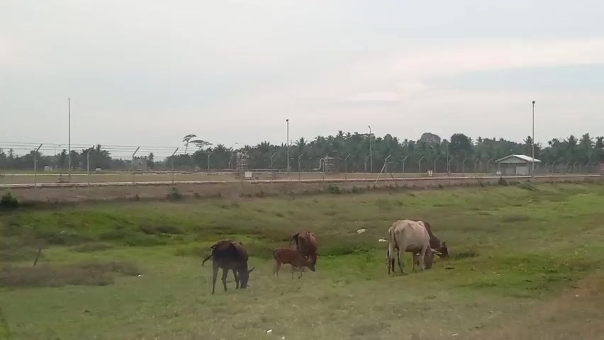 The video shows a herd of cows grazing in a grassy field. There is a fence in the background, and beyond the fence, there are trees and some buildings. The sky is overcast.