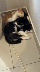 Three kittens sleep together in Denpasar room corner