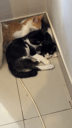 Three kittens sleep together in Denpasar room corner