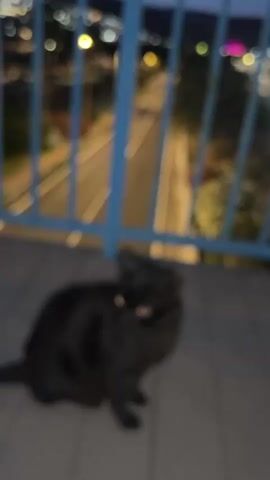 The video shows a black cat sitting on a gray tiled floor near a light blue metal railing.  Through the railing, a road is visible, with a car driving on it. Streetlights and palm trees line the road. In the distance, the lights of a city are visible. The video begins out of focus but quickly comes into focus.