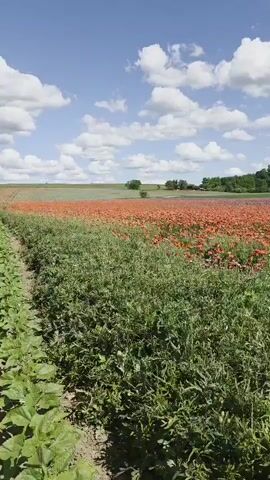 The video shows a landscape scene with a field of poppy flowers. The field is a vibrant red color, with some patches of purple and green, stretching across the middle of the frame. In the foreground, there's a patch of green leafy plants. In the background, there is a line of trees and a cloudy blue sky. The camera pans slowly from left to right, revealing more of the poppy field and the distant horizon. The overall impression is one of natural beauty and tranquility.