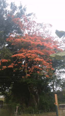 Rural farm life documented in Quebrada Amarilla, Venezuela