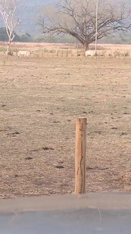 The video shows a rural landscape, with a dry, grassy field bordered by a wooden fence. In the distance, there are two white animals, possibly cattle, grazing near a large, bare tree.  A wooden post is visible in the foreground. The sky is overcast, and a mountain range can be seen in the background.  There is a sound of a vehicle passing.