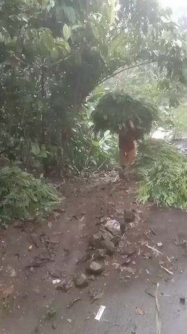 A person walks on a wet, muddy path carrying a large bundle of green foliage on their back. The person is wearing a red shirt and orange shorts, and appears to be barefoot or wearing sandals.  The path is surrounded by dense green vegetation and trees.  There are rocks and other debris scattered on the ground.  The weather appears to be wet or rainy. There are a few containers, one red and one white, on the left side of the path.