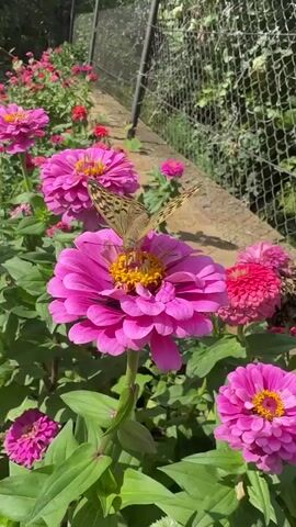 A close-up shot shows a brown and yellow butterfly resting on a large pink zinnia flower. The butterfly's wings are spread, revealing intricate patterns. The flower has many delicate petals, and its center is bright yellow. The background is slightly blurred, showing more pink zinnias, green leaves, and a wire fence. The lighting suggests it is daytime.
