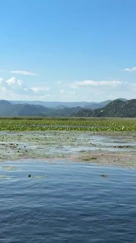 The video shows a landscape of water lilies and mountains on a clear day. The water in the foreground is dark blue and rippled, suggesting a slight breeze. Patches of water lilies and aquatic vegetation are spread across the water, forming a green mat. In the background, a range of hills or low mountains covered in green vegetation can be seen. The sky is clear with scattered white clouds, and the overall lighting is bright and sunny. The camera appears to be on a boat moving through the water.