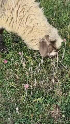 The video shows a close-up, downward-facing shot of a sheep grazing in a grassy field. The sheep is predominantly light beige with dark brown markings on its face and ears. Its wool appears thick and somewhat matted. The sheep is actively eating grass, with its head lowered towards the ground. The environment consists of green grass with scattered dry blades and a few small pinkish-purple wildflowers. The lighting suggests it is daytime. There are no other animals or people visible in the frame.