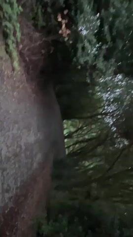The video shows a path through trees. The path appears to be made of gravel or dirt. The trees are dense and their branches create a canopy overhead. The lighting is dim, suggesting it is either dawn or dusk, or the area is heavily shaded. There are no people or animals visible in the video. The camera is moving, giving the impression of walking along the path. The overall atmosphere is dark and somewhat enclosed due to the surrounding trees.