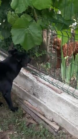 The video shows a black dog in the foreground and two brown poodle-like dogs behind a fence. The black dog is looking towards the fence and appears to be interacting with the other dogs. The environment appears to be a yard with grass and some plants. The fence is made of metal mesh. The black dog is mostly facing the camera and looks alert. The brown dogs are in the background and are partially obscured by foliage. The scene is outdoors and appears to be during the day.