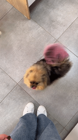 Small dogs play with residents in Rossiyskiy, Russia