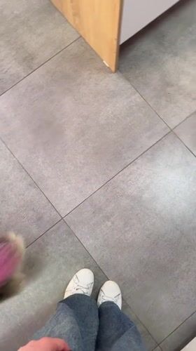 Small dogs play with residents in Rossiyskiy, Russia