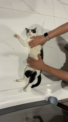 Person pets relaxed cat on marble floor in Da Nang
