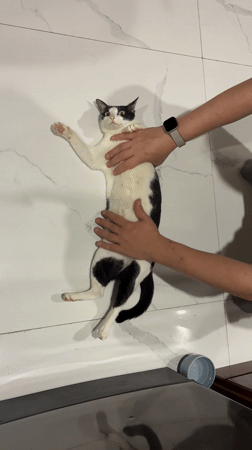 Person pets relaxed cat on marble floor in Da Nang