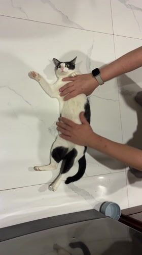 Person pets relaxed cat on marble floor in Da Nang