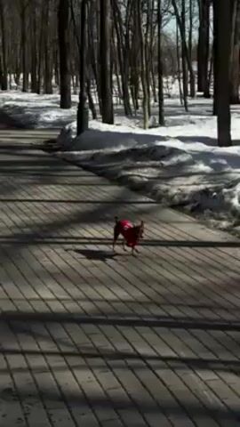 A small brown and black dog wearing a red jacket and harness walks along a brick path in a park. Patches of snow are visible along the edges of the path. The park is wooded with bare trees. The sun casts strong shadows of the trees and the dog on the path. The dog walks from the distance towards the camera.