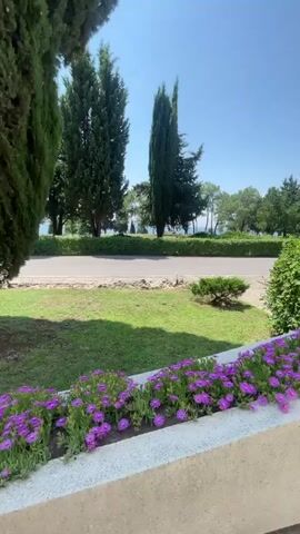 The video shows a moving camera view of a park-like setting. In the foreground, there is a planter with purple flowers. Beyond the planter is a paved pathway made of large, irregular stones, bordered by green grass. Further back, a road is visible with cars and streetlights. Tall, green trees, including cypress and pine varieties, are scattered throughout the scene, interspersed with bushes and more grass. The sky is clear and blue, indicating a sunny day. The camera pans slowly to the right, revealing more of the pathway and trees.