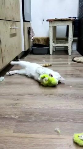 A white cat with light orange patches on its head and tail is seen lying on a wooden laminate floor, playing with a bright yellow-green fluffy toy. The cat is on its left side, holding the toy with its front paws and appears to be biting or gnawing on it. Scattered around the cat and on the floor are small pieces of fluff, indicating active play and wear on the toy. In the background, there are light wooden kitchen cabinets, a grey plastic bin underneath them, and a distressed white wooden stool. A small, round, woven mat is visible further in the background on the right. The setting appears to be an indoor home environment, possibly a kitchen or utility area in Mospyne, Ukraine. The cat looks engaged and focused on its toy.