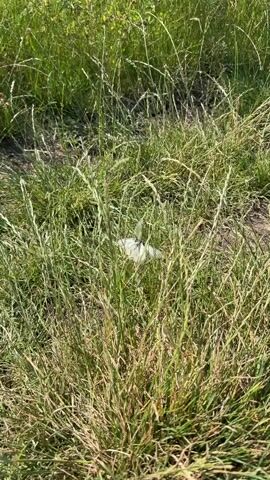 The video captures a close-up view of two white butterflies resting among tall green grass. The butterflies are positioned close to each other, with their wings slightly open. The grass is dense and appears to be in a natural outdoor setting, possibly a field or meadow. The lighting suggests it is daytime, with sunlight illuminating the scene. The camera is stationary, focusing on the butterflies and their immediate surroundings.