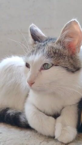 The video shows a close-up of two cats resting. The first cat, which is mostly white with some brown tabby markings on its head and tail, is looking to the left with its paws crossed. The second cat, which is also a mix of white and brown tabby, is resting its head on the first cat's body and has its eyes closed. The cats appear to be in a comfortable position, possibly sleeping or napping. The background is blurred and appears to be a light-colored wall. The lighting is soft and natural.