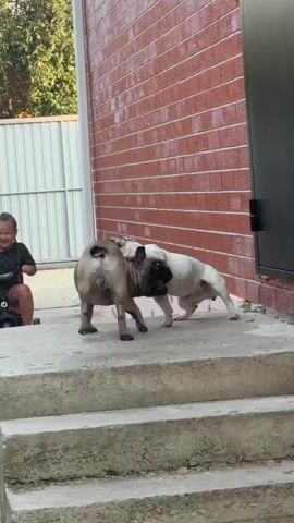 The video shows two French Bulldogs interacting on concrete steps outside a brick building. One dog is tan and white, and the other is tan with black markings. Initially, the tan and white dog is on top of the tan dog, which is lying on its side on the steps. They then move, and the tan dog is on top of the tan and white dog, which is on its back. The dogs then separate and face each other. The tan dog then walks up the steps, and the tan and white dog follows. A ladder is visible to the right of the steps. A person is partially visible sitting on the ground to the left of the steps.