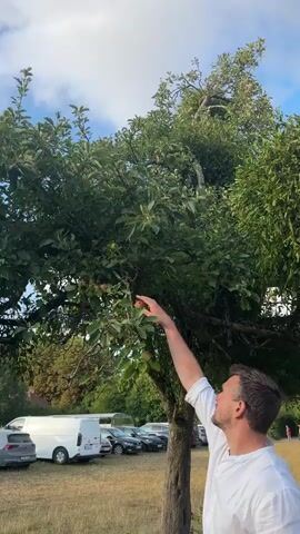 A man in a white shirt reaches up to pluck an apple from a tree laden with green and red apples. He is standing in a field with parked cars and vans visible in the background. The sky is cloudy.