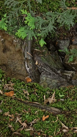 Nighttime garden walk documented through traditional Kyoto landscapes