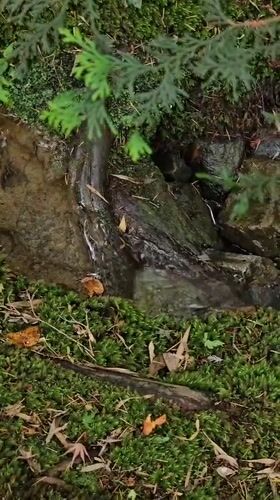 Nighttime garden walk documented through traditional Kyoto landscapes