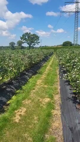 This video shows a drone's eye view of a blueberry farm on a sunny day. The drone is flying over a path between rows of blueberry bushes. The bushes are planted in black plastic mulch and appear to be in various stages of growth, with some showing white blossoms. In the background, there are trees and a tall power line tower. The sky is blue with scattered white clouds. The video pans and moves forward, giving the viewer a sense of the scale of the farm.