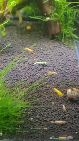The video shows an aquarium with a dark substrate and green aquatic plants. Several small, colorful shrimp are swimming or resting on the substrate and plants. One shrimp is a bright blue color, while others are yellow or orange. There is also a small snail visible. The lighting is somewhat dim, and the focus is on the shrimp and the aquarium environment.