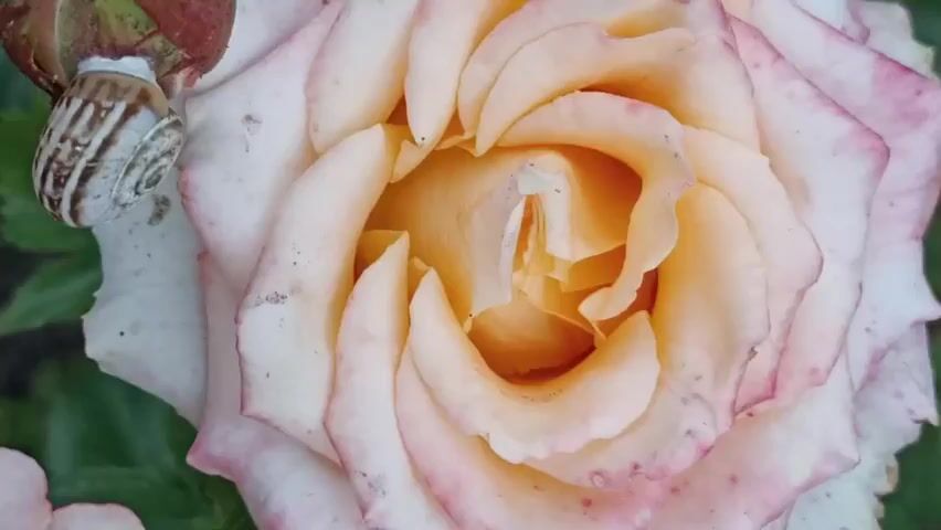 A close-up, slightly shaky video shows a snail on a rose bud. The rose is large and light pink with darker pink edges on the petals. The snail is small and has a brown and white striped shell. It is positioned on the side of the rose bud, which is green and red. The background is out of focus and appears to be green foliage. The video is dark and grainy, with some motion blur.