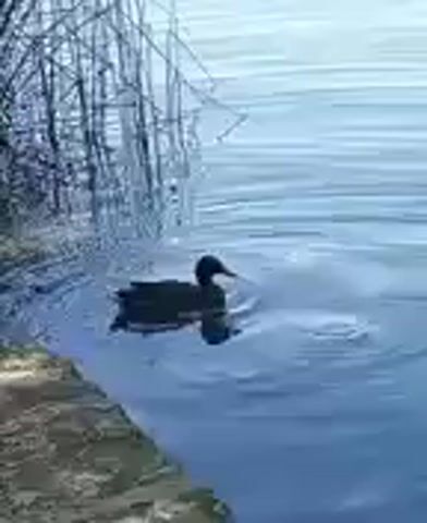 A dark-colored duck swims in a body of water near reeds. Another dark-colored duck swims in the background. The water is calm with ripples.