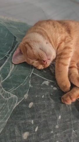 A ginger cat is sleeping curled up on a dark green rug with white and gray patterns. The cat's eyes are closed, and its paws are tucked underneath its body. The background is a light blue-gray tiled floor. The video is still and shows no movement of the cat or its surroundings.
