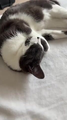 A gray and white cat is sleeping on its side on a white, fluffy surface. The cat is curled up with its head tucked in and paws near its face. The lighting is bright and consistent, suggesting an indoor setting. There are no other people or objects visible in the frame.
