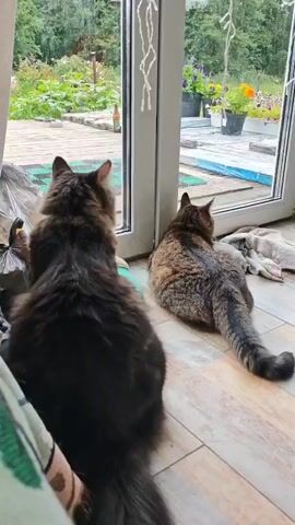 Two cats, one dark brown and the other tabby, sit on a wooden floor looking out a large glass door at a backyard. The backyard has a wooden deck, flower pots, and greenery.