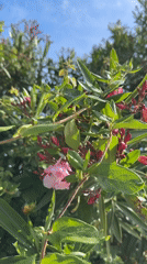 Pink oleander flowers bloom in Polje, Montenegro morning