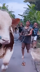 Cattle handling activities observed in Lhokseumawe, Indonesia