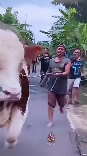 Cattle handling activities observed in Lhokseumawe, Indonesia