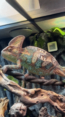 Colorful chameleon observed in Moscow terrarium display various behaviors