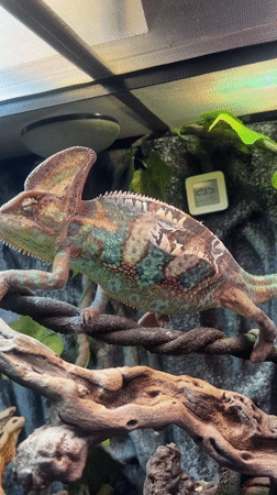 Colorful chameleon observed in Moscow terrarium display various behaviors