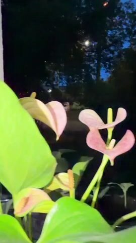The video begins with a close-up of pink anthurium flowers with large green leaves in the foreground. The background is dark, with trees and streetlights visible, suggesting it is dusk or night. As the video progresses, the camera pans up and to the right, revealing more of the darkened trees and a dimly lit pathway or road. A few scattered lights are visible in the distance, possibly from streetlights or buildings. The overall scene is peaceful and serene, with the natural elements of the plants and trees contrasting with the man-made lights. There are no people visible in the video. The lighting is low, creating a moody and atmospheric effect.
