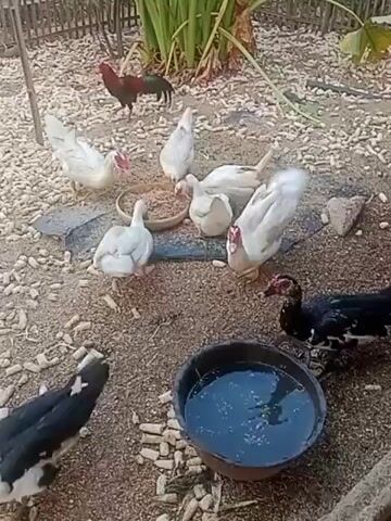 A group of white ducks and one black duck are gathered around a shallow bowl of feed, pecking at the contents. A rooster stands in the background. Another duck is drinking water from a separate bowl. The ground is covered in loose dirt, scattered feed, and some debris. A bamboo fence is visible in the background. The scene appears to be an outdoor enclosure.